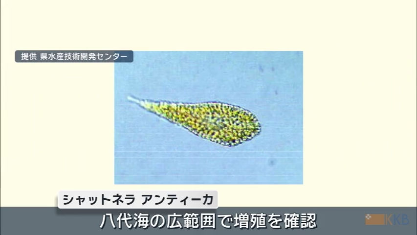 KKB NEWS