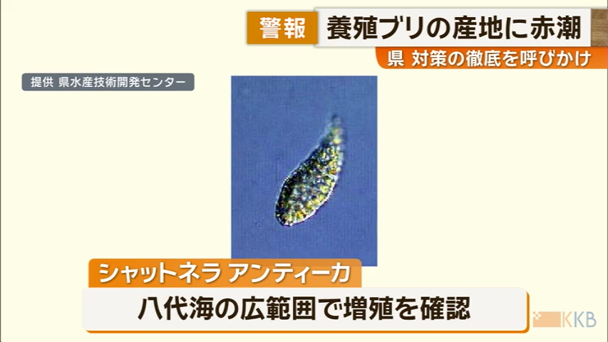 KKB NEWS